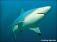 Un informe científico alerta sobre el peligro de supervivencia de los tiburones.