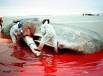 Islandia seguirá cazando ballenas aunque no consiga vender su carne