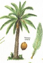 La palmera canaria